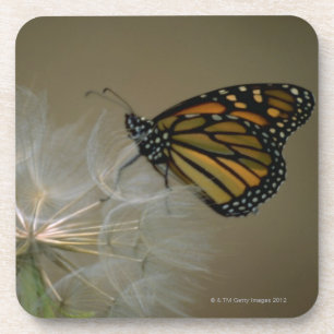 Schmetterling auf Löwenzahn Untersetzer