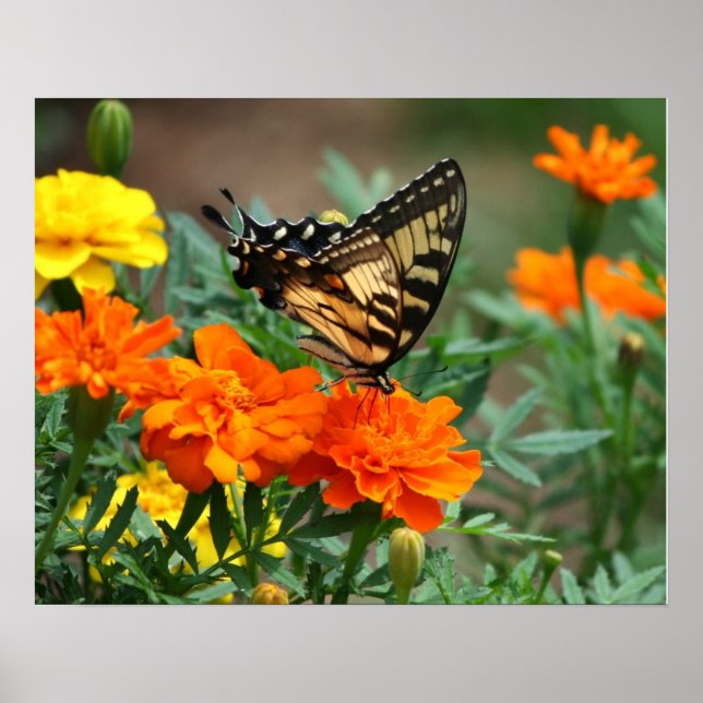 Schmetterling auf Orange und Gelb Blumen Poster (Vorne)
