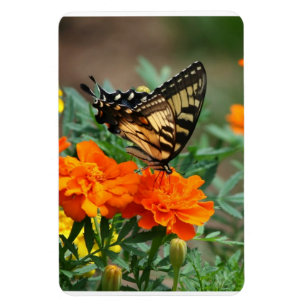 Schmetterling auf orangefarbenen und gelben Blumen Magnet