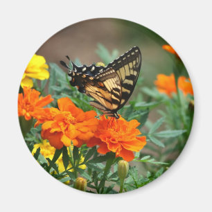Schmetterling auf orangefarbenen und gelben Blumen Magnet