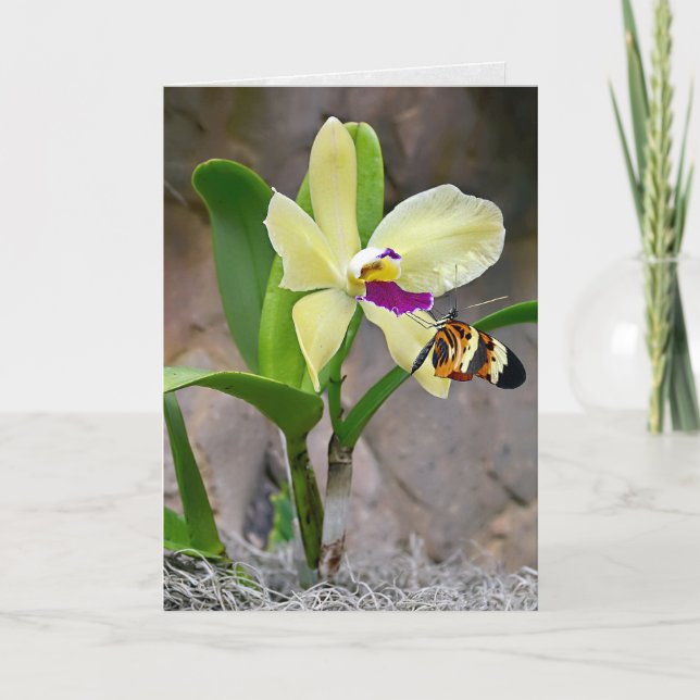 Schmetterling auf Orchid Blossom Karte (Vorderseite)
