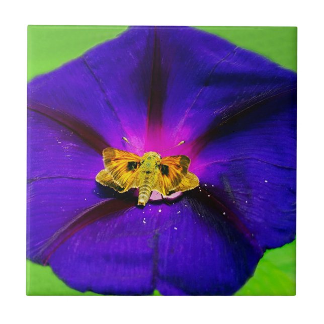 Schmetterling auf Prunkwinde  Fliese (Vorderseite)
