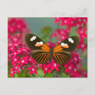 Schmetterling auf rosa Blüten Postkarte