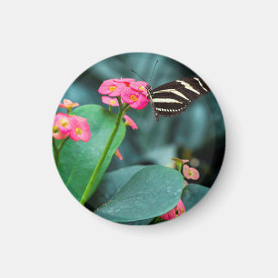 Schmetterling auf rosa Blütenfotografie Magnet