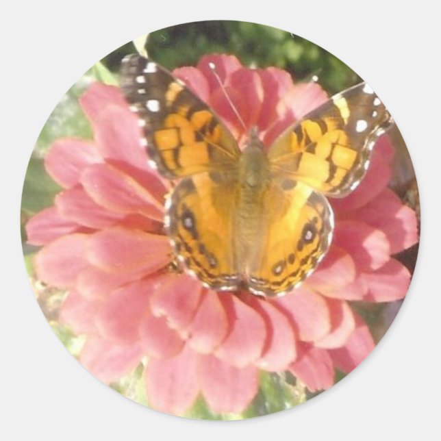 Schmetterling auf rosa Zinnia Runder Aufkleber (Vorderseite)