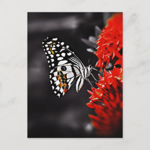 Schmetterling auf roten Blume Postkarte