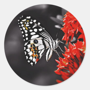 Schmetterling auf roten Blumen Runder Aufkleber