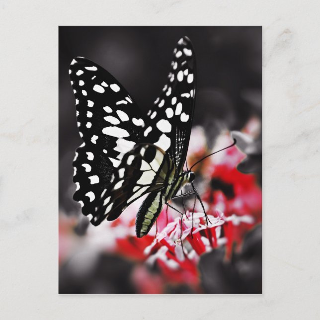Schmetterling auf roter Blume Postkarte (Vorderseite)