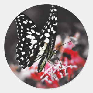 Schmetterling auf roter Blume Runder Aufkleber