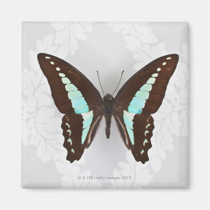 Schmetterling auf Tapetenhintergrund Magnet