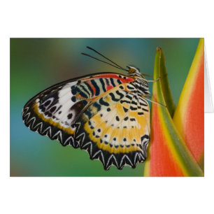Schmetterling auf tropischer Blume
