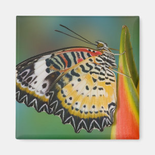 Schmetterling auf tropischer Blume Magnet