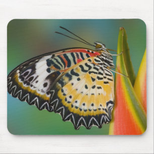 Schmetterling auf tropischer Blume Mousepad