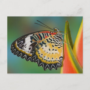 Schmetterling auf tropischer Blume Postkarte