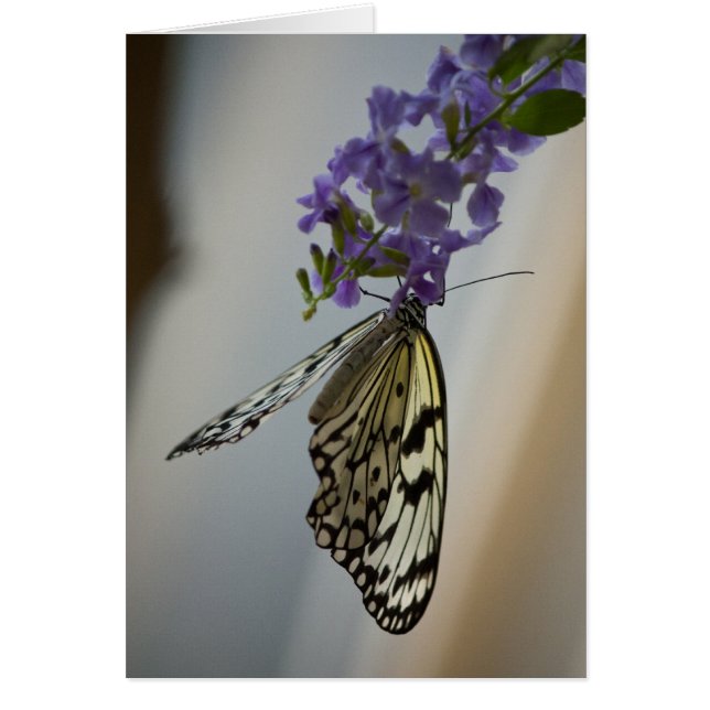 Schmetterling auf violetten Blumen (Vorne)