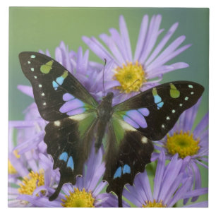 Schmetterling auf violetter Blume Fliese
