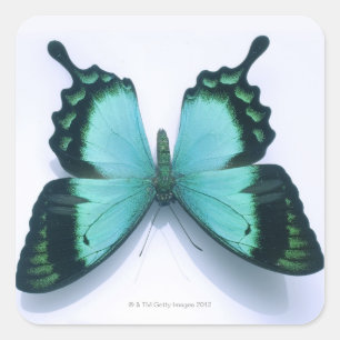 Schmetterling auf weiß quadratischer aufkleber