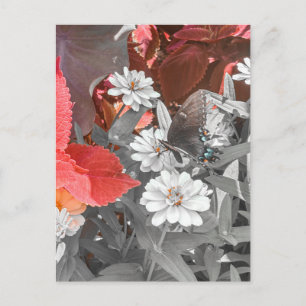 Schmetterling auf weißen Blumen mit rotem Laub Postkarte
