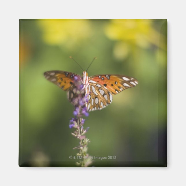 Schmetterling auf Wildblumen Magnet (Vorne)
