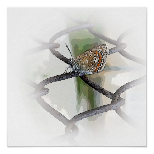 Schmetterling auf Zaun Poster (Vorderseite)