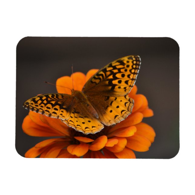 Schmetterling auf Zinnia Magnet (Horizontal)