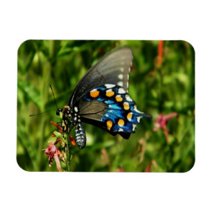 Schmetterling aus Pipevine Frack Magnet
