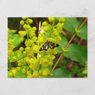 Schmetterling aus Redwood und wilde Oregon-Trauben Postkarte