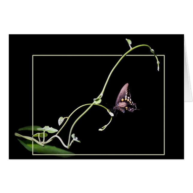 Schmetterling aus schwarzem Frack (Vorderseite (Horizontal))