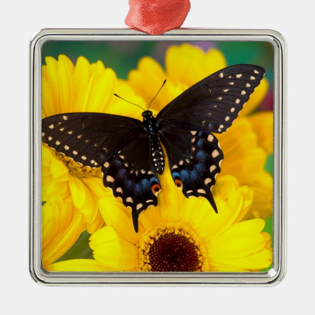 Schmetterling aus schwarzem Frack Ornament Aus Metall (Vorne)