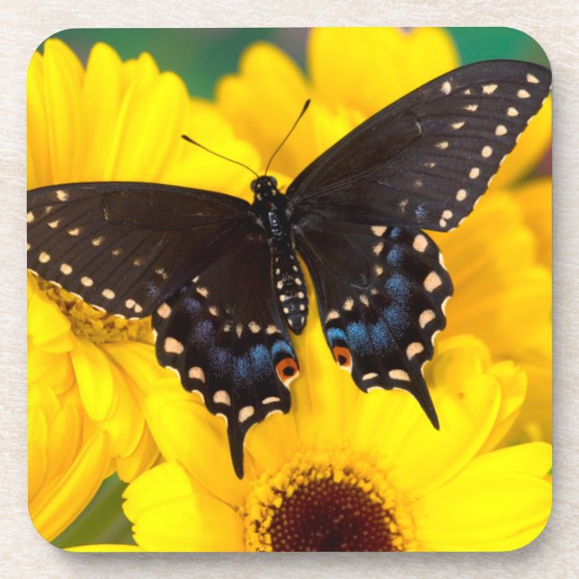Schmetterling aus schwarzem Frack Untersetzer (Vorderseite)