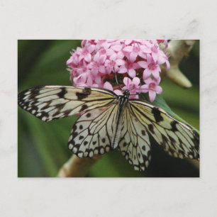 Schmetterling-Blume 2 Postkarte