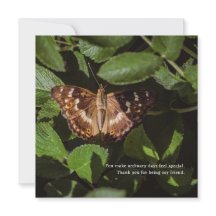 Schmetterling Danke für Freundschaft