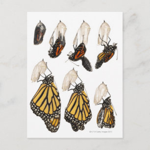 Schmetterling, der aus dem Kokon hervorgeht Postkarte