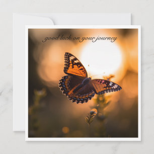 Schmetterling, der in den Sonnenuntergang fliegt,