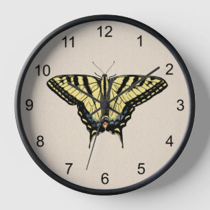 Schmetterling des Südwestens Gelber Schwalbenschwa Uhr