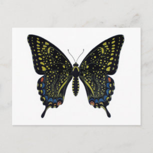 Schmetterling Fiction Frack Postkarte