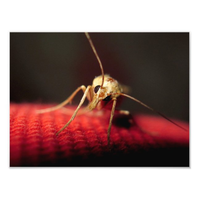 Schmetterling Fotodruck (Vorne)