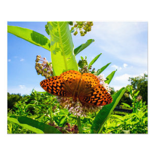 Schmetterling Fotodruck
