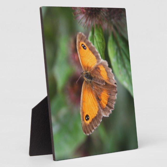 Schmetterling Fotoplatte (Seite)