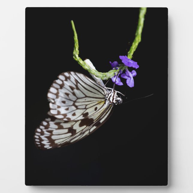 Schmetterling Fotoplatte (Vorderseite)