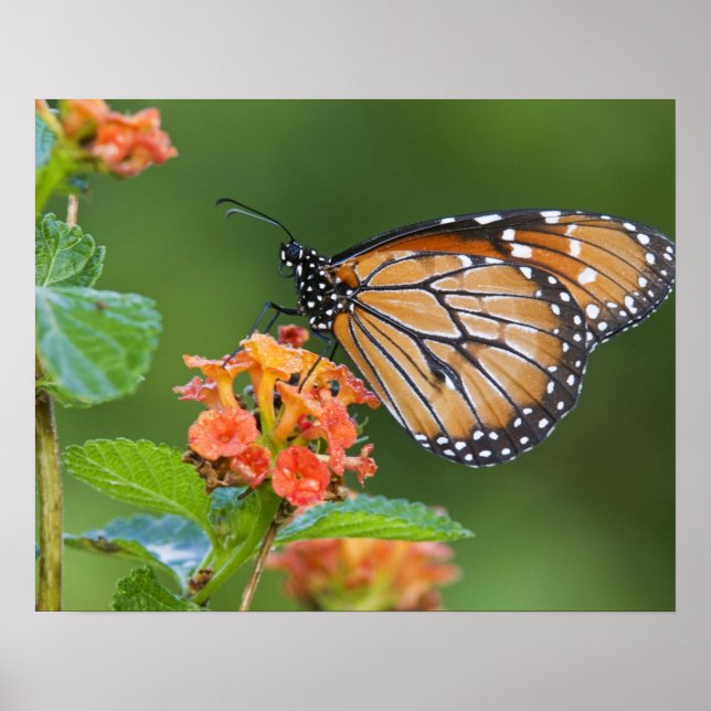 Schmetterling, fütternd auf poster (Vorne)