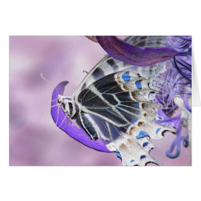 Schmetterling geändert