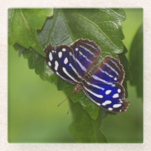 Schmetterling