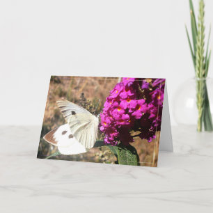 Schmetterling. Grußkarte. Karte