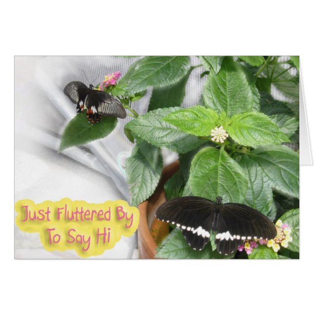 Schmetterling-Hallo (Vorderseite (Horizontal))