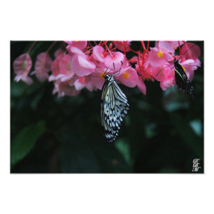 Schmetterling hängt an Blumen Fotodruck