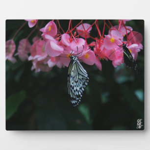 Schmetterling hängt an Blumen Fotoplatte