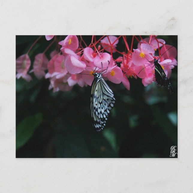 Schmetterling hängt an Blumen Postkarte (Vorderseite)