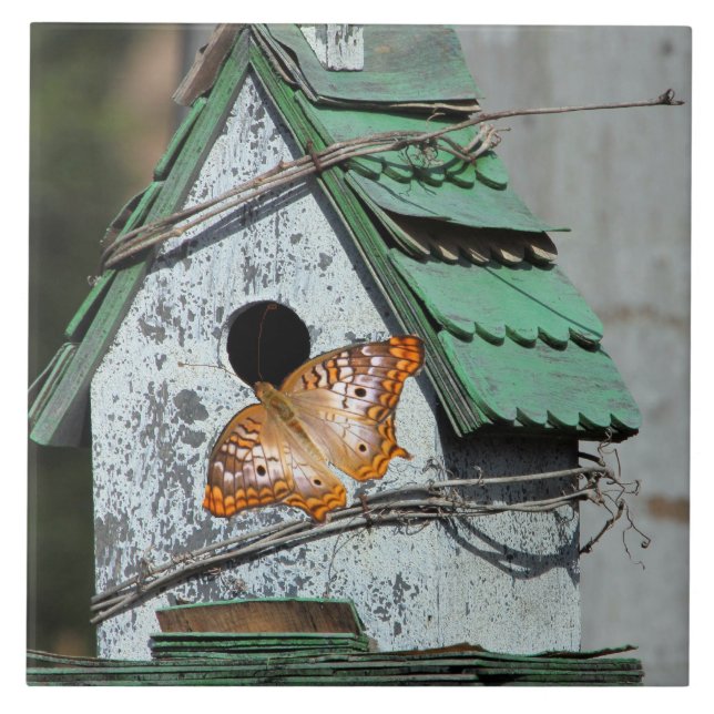 Schmetterling im Birdhouse-Tile Fliese (Vorderseite)