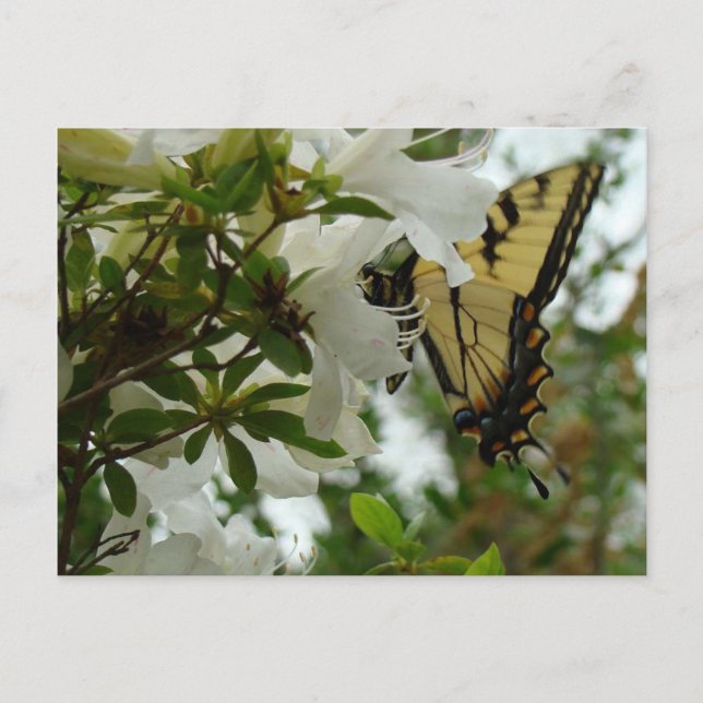 Schmetterling im Frühling Postkarte (Vorderseite)
